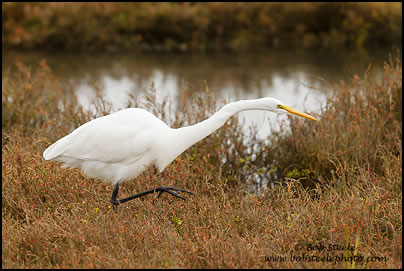 Great Egret (Ardea alba)