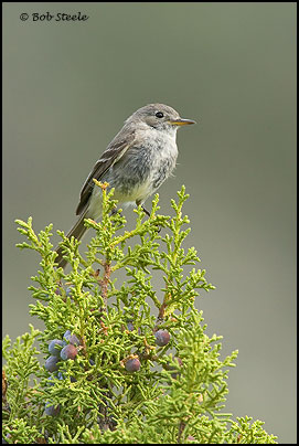Gray Flycatcher (Empidonax wrightii)