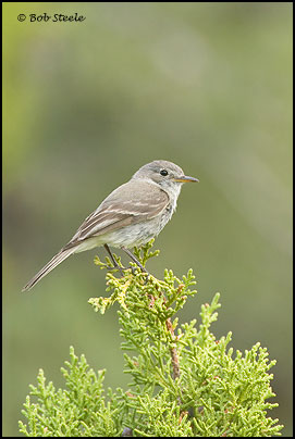 Gray Flycatcher (Empidonax wrightii)