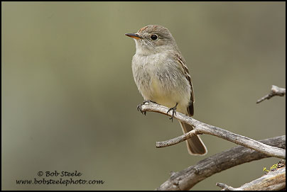 Gray Flycatcher (Empidonax wrightii)