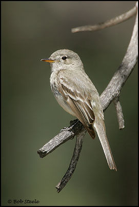 Gray Flycatcher (Empidonax wrightii)