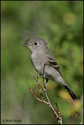 Gray Flycatcher (Empidonax wrightii)