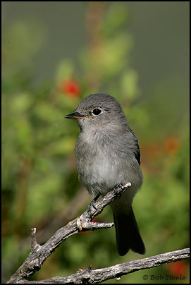 Gray Flycatcher (Empidonax wrightii)
