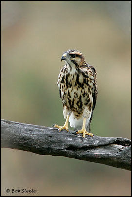 Gray Hawk (Asturina nitida)