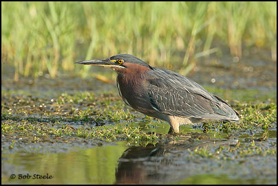 Green Heron (Butorides virescens)