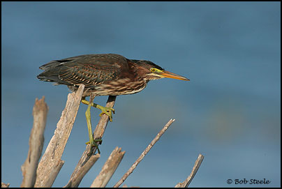 Green Heron (Butorides virescens)