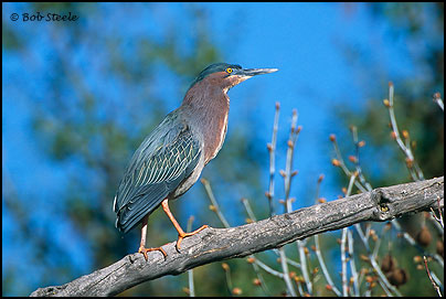 Green Heron (Butorides virescens)