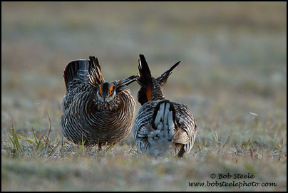 Greater Prairie-Chicken (Tympanuchus cupido)