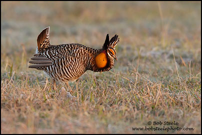 Greater Prairie-Chicken (Tympanuchus cupido)