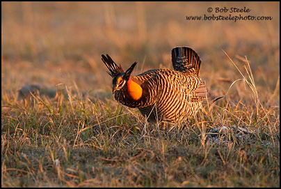 Greater Prairie-Chicken (Tympanuchus cupido)
