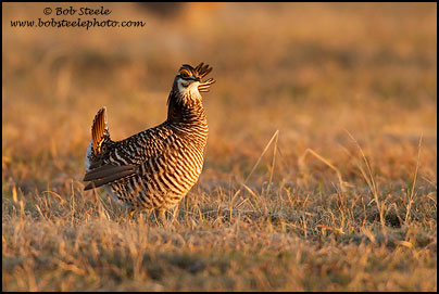 Greater Prairie-Chicken (Tympanuchus cupido)
