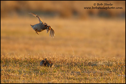 Greater Prairie-Chicken (Tympanuchus cupido)