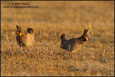 Greater Prairie-Chicken (Tympanuchus cupido)