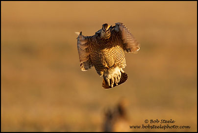 Greater Prairie-Chicken (Tympanuchus cupido)