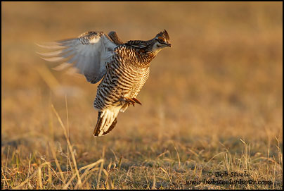 Greater Prairie-Chicken (Tympanuchus cupido)