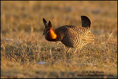 Greater Prairie-Chicken (Tympanuchus cupido)