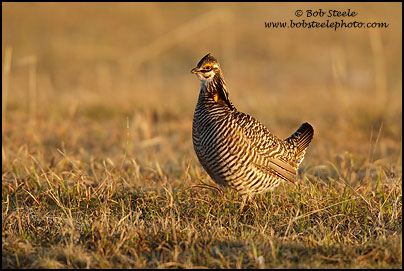 Greater Prairie-Chicken (Tympanuchus cupido)