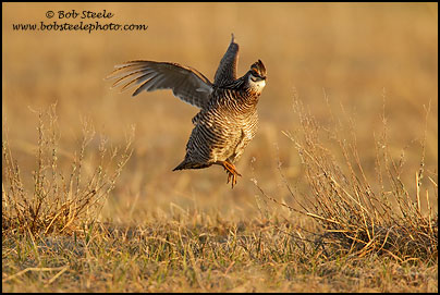 Greater Prairie-Chicken (Tympanuchus cupido)