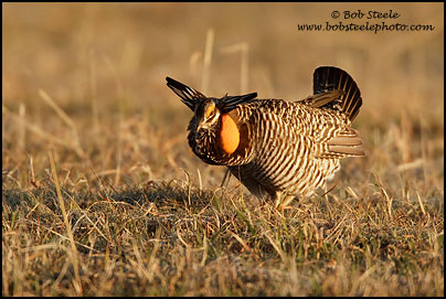 Greater Prairie-Chicken (Tympanuchus cupido)