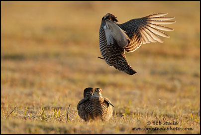 Greater Prairie-Chicken (Tympanuchus cupido)