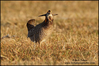 Greater Prairie-Chicken (Tympanuchus cupido)