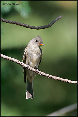 Greater Pewee (Contopus pertinax)