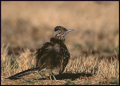 Greater Roadrunner (Geococcyx californianus)