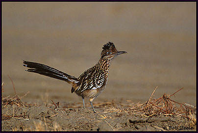 Greater Roadrunner (Geococcyx californianus)