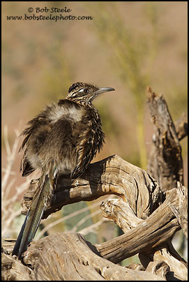 Greater Roadrunner (Geococcyx californianus)