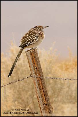 Greater Roadrunner (Geococcyx californianus)