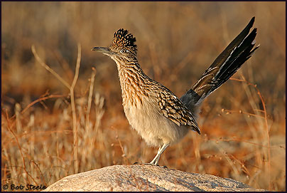 Greater Roadrunner (Geococcyx californianus)