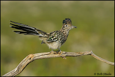 Greater Roadrunner (Geococcyx californianus)