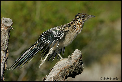 Greater Roadrunner (Geococcyx californianus)