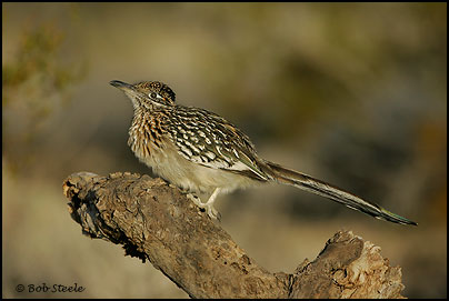 Greater Roadrunner (Geococcyx californianus)