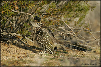 Greater Roadrunner (Geococcyx californianus)