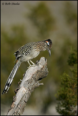 Greater Roadrunner (Geococcyx californianus)