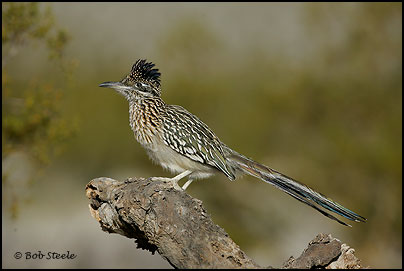 Greater Roadrunner (Geococcyx californianus)