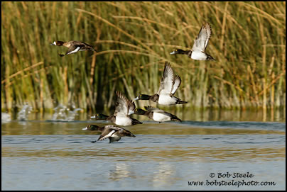Greater Scaup (Aythya marila)