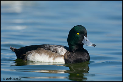Greater Scaup (Aythya marila)