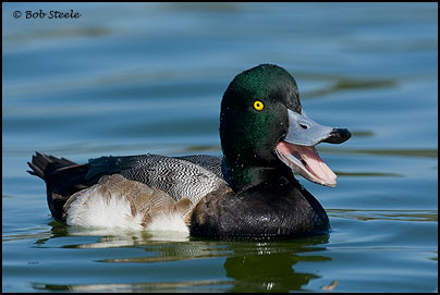 Greater Scaup (Aythya marila)