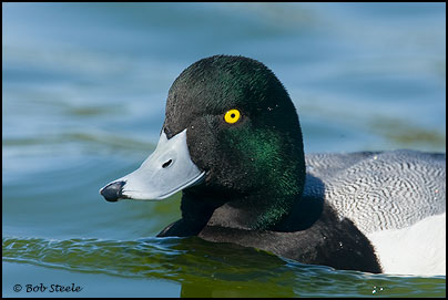 Greater Scaup (Aythya marila)