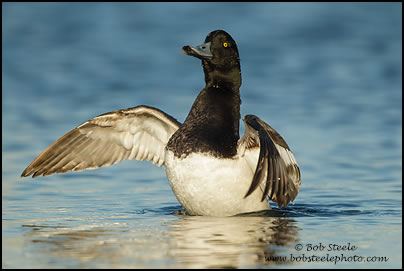 Greater Scaup (Aythya marila)