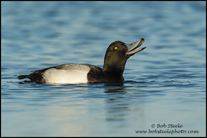 Greater Scaup (Aythya marila)