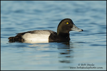 Greater Scaup (Aythya marila)