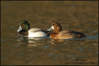 Greater Scaup (Aythya marila)