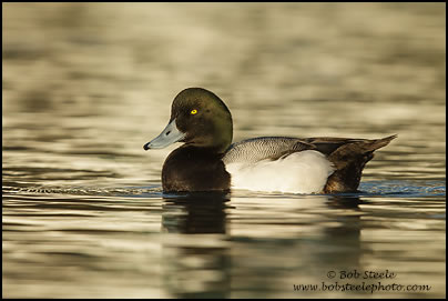 Greater Scaup (Aythya marila)