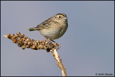 Grasshopper Sparrow (Ammodramus savannarum)