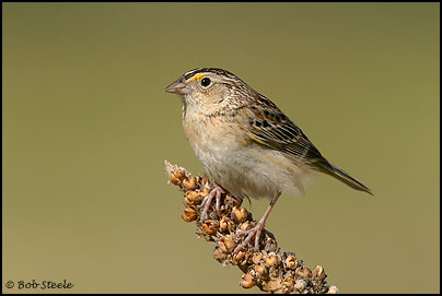 Grasshopper Sparrow (Ammodramus savannarum)