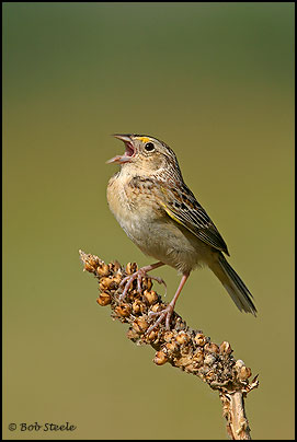 Grasshopper Sparrow (Ammodramus savannarum)