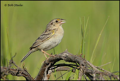 Grasshopper Sparrow (Ammodramus savannarum)